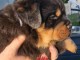 Je donne chiot rottweiler à donner 