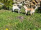 Chiots chihuahua âge de 3 moi a donner 