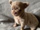Chiots chihuahua à adopter 