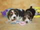 chiots beagle disponible pour adoption 
