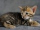 Bébé chaton Bengal disponible 