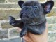 Chiots bulldog français mâle à donner 