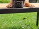 Je donne chiot bulldog français mâle adorable 