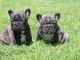 À adopter chiot bulldog français 