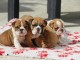 Adoption chiot bulldog anglais 