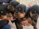 Adoption chiot rottweiler disponible 
