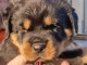 À partir chiot rottweiler lof