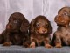 chiot Teckel nain a donner 