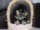 Bébé chiot spitz nain disponible 