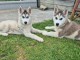 Chiots sibérien husky a donner 