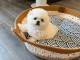 Chiots bichon maltais à adopter 