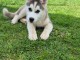 Je donne chiot husky sibérien 