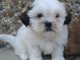 chiots Shih Tzu a donner mâle 