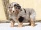 chiots berger australien lof mâle a donner 