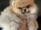 Chiots spitz allemand race pure 