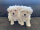 chiot bichon maltais a donner 