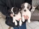 Chiots chihuahua à adopter 