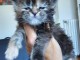 Chaton Maine coon à donner 