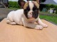 chiots bulldog français mâle à donner 