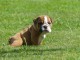chiots bulldog anglais femelle a donner 