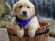 chiots golden retriever mâle a donner 