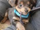 Bébé chiot chihuahua disponible 