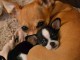 Je donne chiot chihuahua femelle 