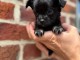 Chiots chihuahua à donner 