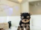 Adoption chiot Yorkshire femelle 