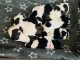 Chiots Shih Tzu à donner 