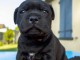 chiots staffie à adopter 