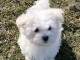 chiot bichon maltais femelle disponible à adopter 