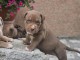 Chiots American Bully XL à vendre