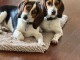 Bébé chiot beagle disponible 