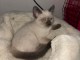 Chaton disponible à adopter 