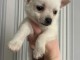 Chiots chihuahua à donner 
