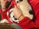 Bébé chiot chihuahua disponible 