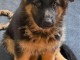 Magnifique chiot berger allemand 