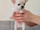 Chiot chihuahua mâle a donner 