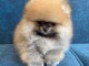 Bébé chiot spitz nain a donner 