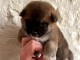 Chiots Shiba a donné 