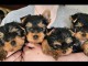chiot Yorkshire femelle a donner 