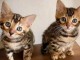 Bengal a donner disponible 