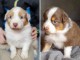 Chiots berger australien mâle a donner 