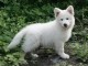 Bébé chiot berger blanc suisse 