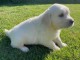 chiots golden retriever mâle a donner 