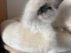 chaton ragdoll à donner 