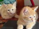Chaton roux disponible à adopter 