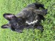 Chiots bouledogue français à adopter 