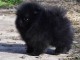 Chiots spitz nain noir contre bons soins 